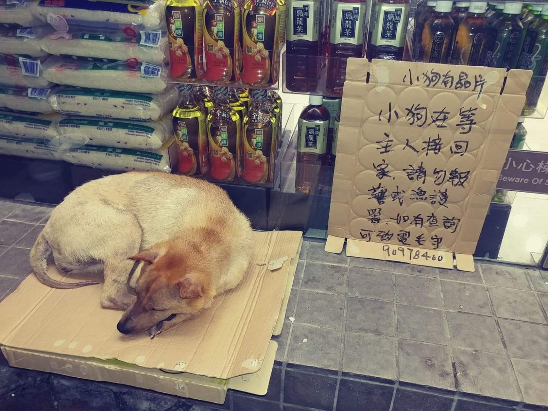 狗狗被安置在店舖前,坐在紙皮上休息,旁邊有一塊寫著「小狗有晶片,小狗在等主人接回家,請勿報警或漁護署,如有查詢可致電毛守。」 (林恩寕Facebook) 狗狗被安置在店舖前,坐在紙皮上休息,旁邊有一塊寫著「小狗有晶片,小狗在等主人接回家,請勿報警或漁護署,如有查詢可致電毛守。」 (林恩寕Facebook)