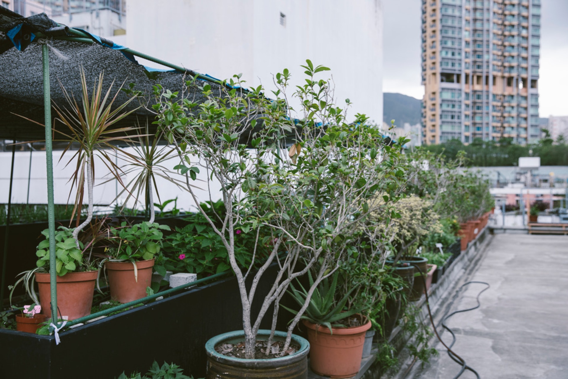 植物品種豐富，都是花王的選擇。（鄭子峰攝）