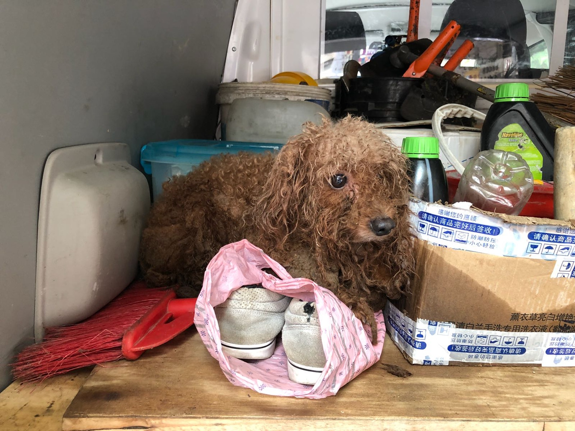 有好心市民小文於深水埗發現了一隻年約一歲的貴婦狗。(Facebook:Poon KC) 有好心市民小文於深水埗發現了一隻年約一歲的貴婦狗。(Facebook:Poon KC)