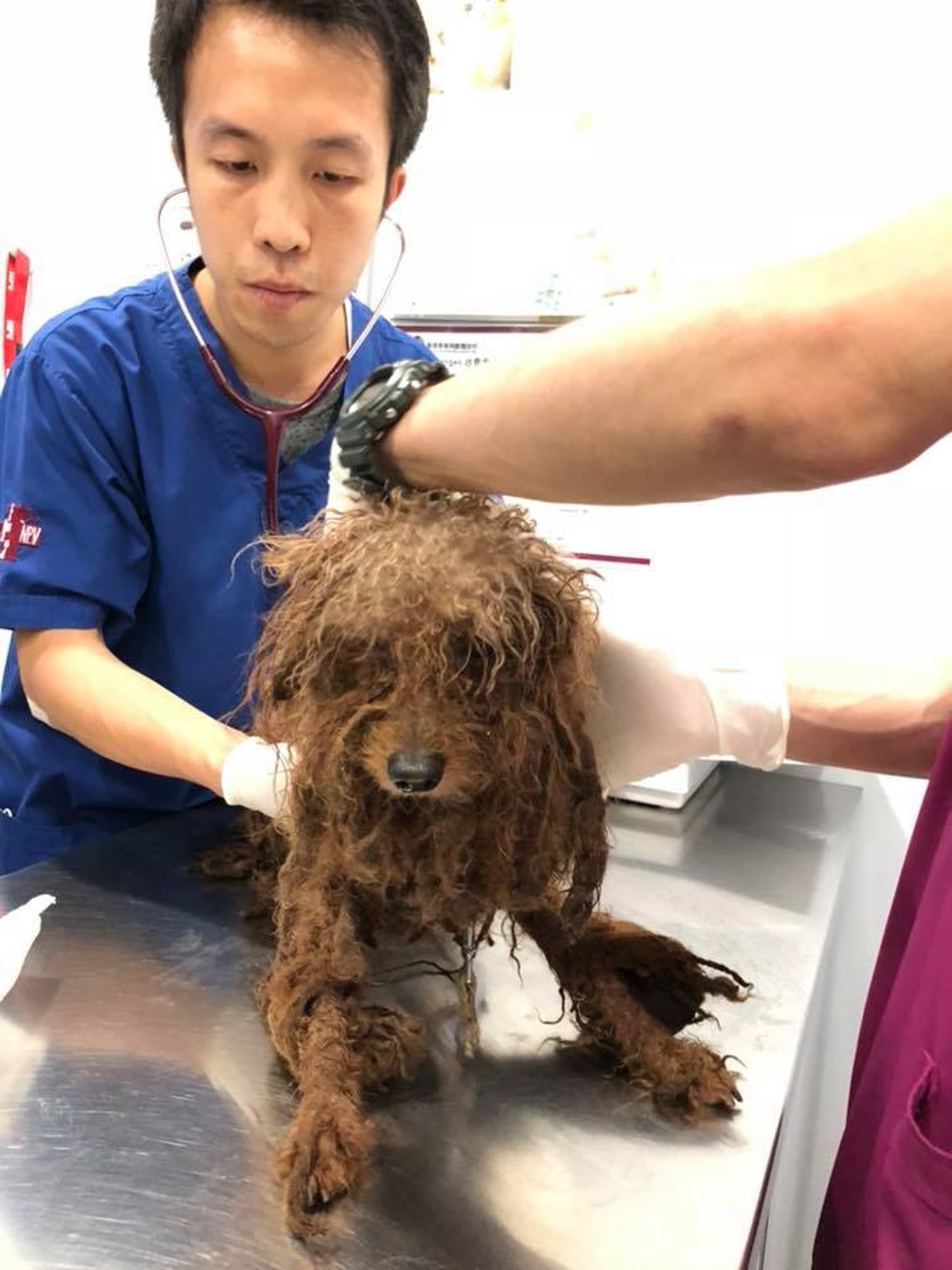 貴婦狗經獸醫檢查後,確認健康和精神狀態良好。(Facebook:Poon KC) 貴婦狗經獸醫檢查後,確認健康和精神狀態良好。(Facebook:Poon KC)