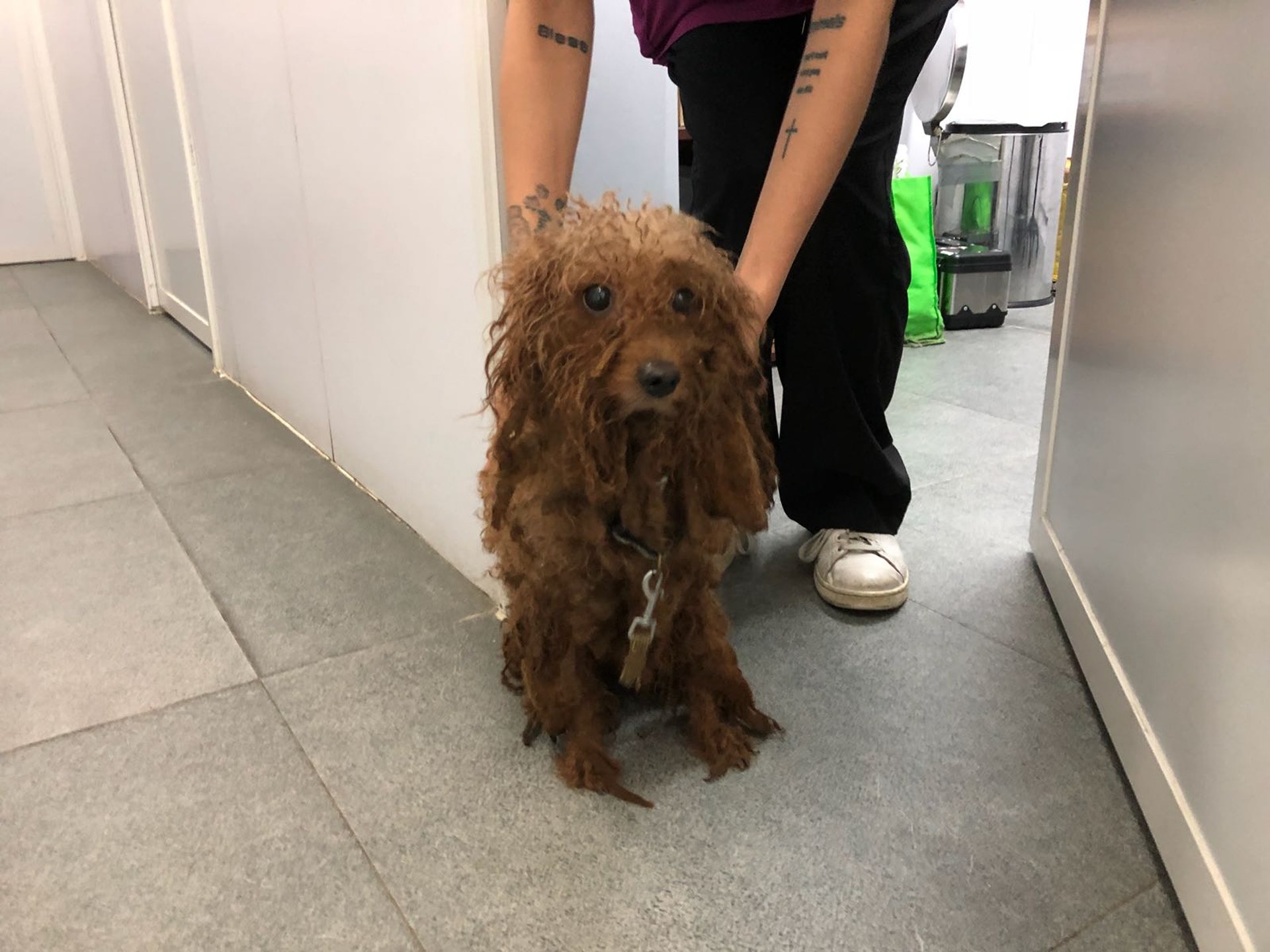 狗狗身上沒有晶片,也沒有進行過絕育手術。(Facebook:Poon KC) 狗狗身上沒有晶片,也沒有進行過絕育手術。(Facebook:Poon KC)