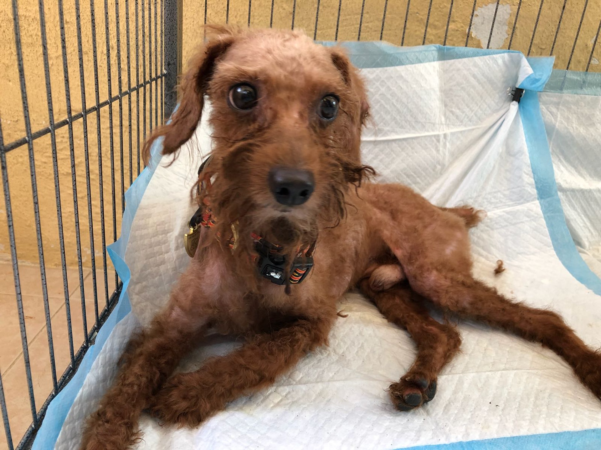 目前狗狗已沖了一次涼,但因為狗狗不讓人洗頭,所以身上仍有異味。(Facebook:Poon KC) 目前狗狗已沖了一次涼,但因為狗狗不讓人洗頭,所以身上仍有異味。(Facebook:Poon KC)