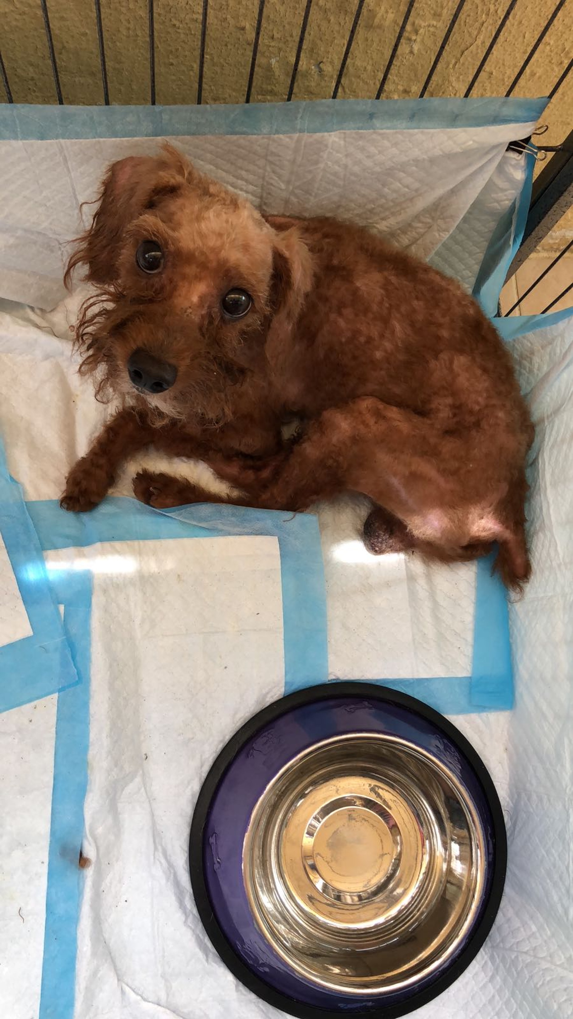 小文將暫時收留狗狗,若一星期後無人認領,將會帶到領養日作公開領養。(Facebook:Poon KC) 小文將暫時收留狗狗,若一星期後無人認領,將會帶到領養日作公開領養。(Facebook:Poon KC)