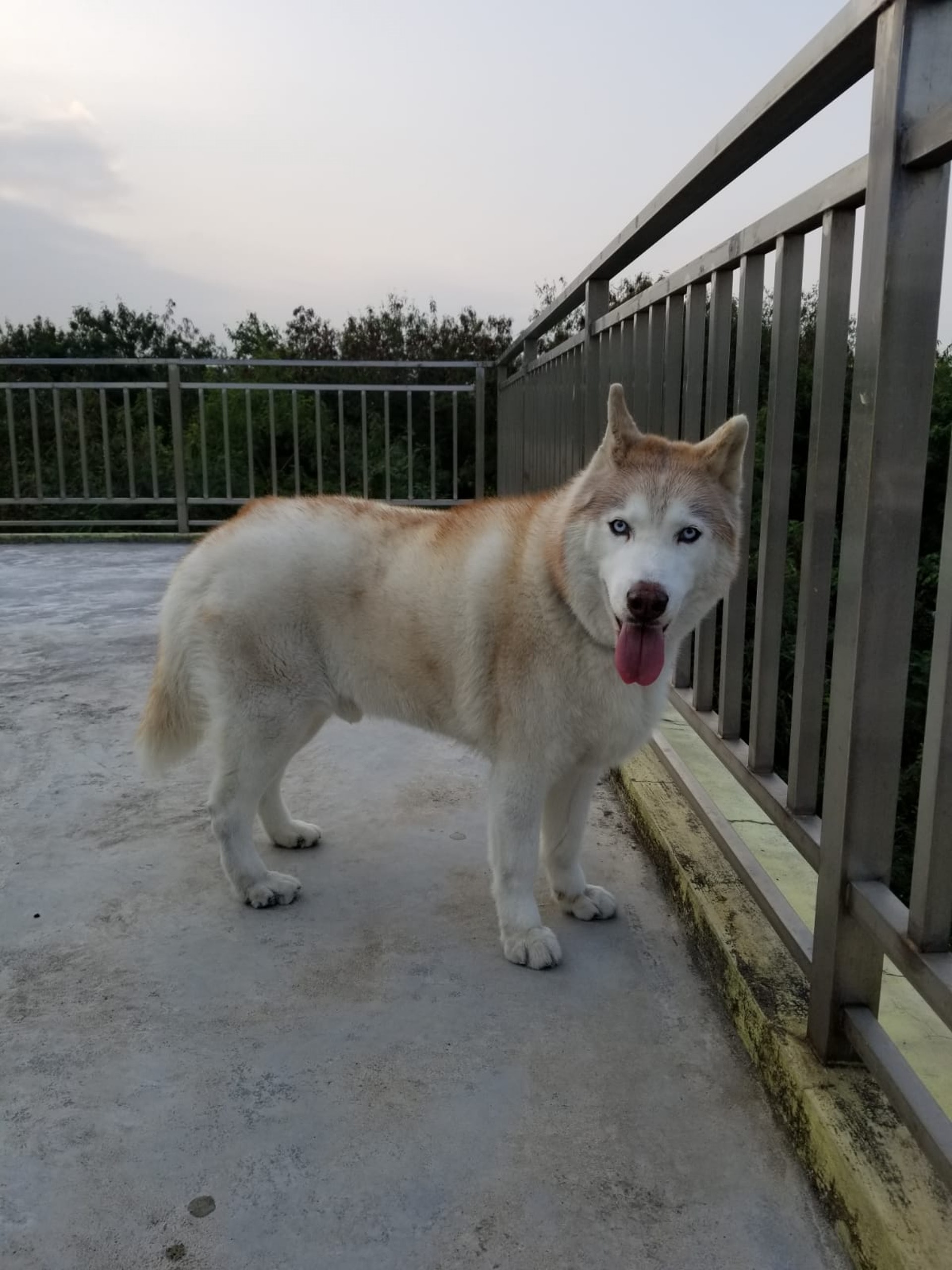 (張小姐提供照片) (張小姐提供照片)