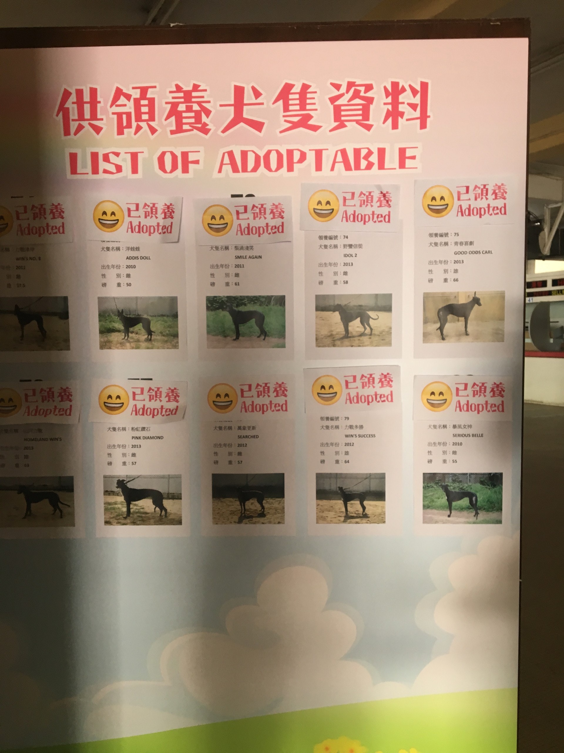 賽狗場內有壁報板展示部分被領養格力犬資料,但仍有大量犬隻命運未明。(陳淑霞攝) 賽狗場內有壁報板展示部分被領養格力犬資料,但仍有大量犬隻命運未明。(陳淑霞攝)