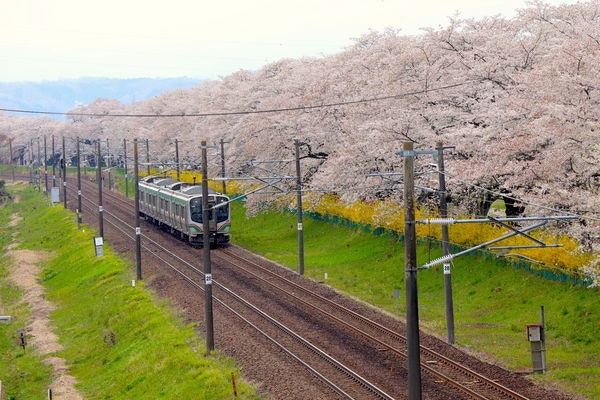 日本仙台 賞櫻熱點白石川堤船岡城址公園打卡兼睇一目千本櫻