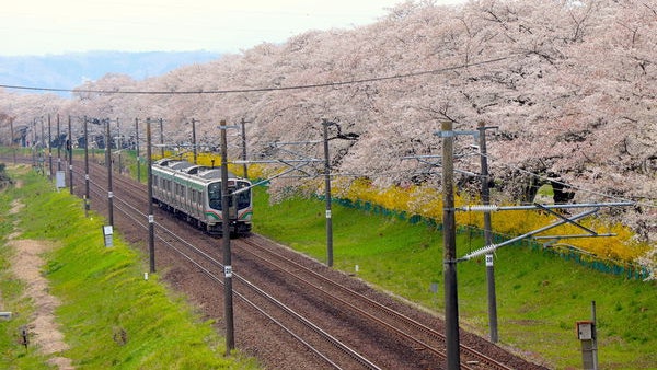 日本仙台 賞櫻熱點白石川堤船岡城址公園打卡兼睇一目千本櫻 日本仙台 賞櫻熱點白石川堤船岡城址公園打卡兼睇一目千本櫻