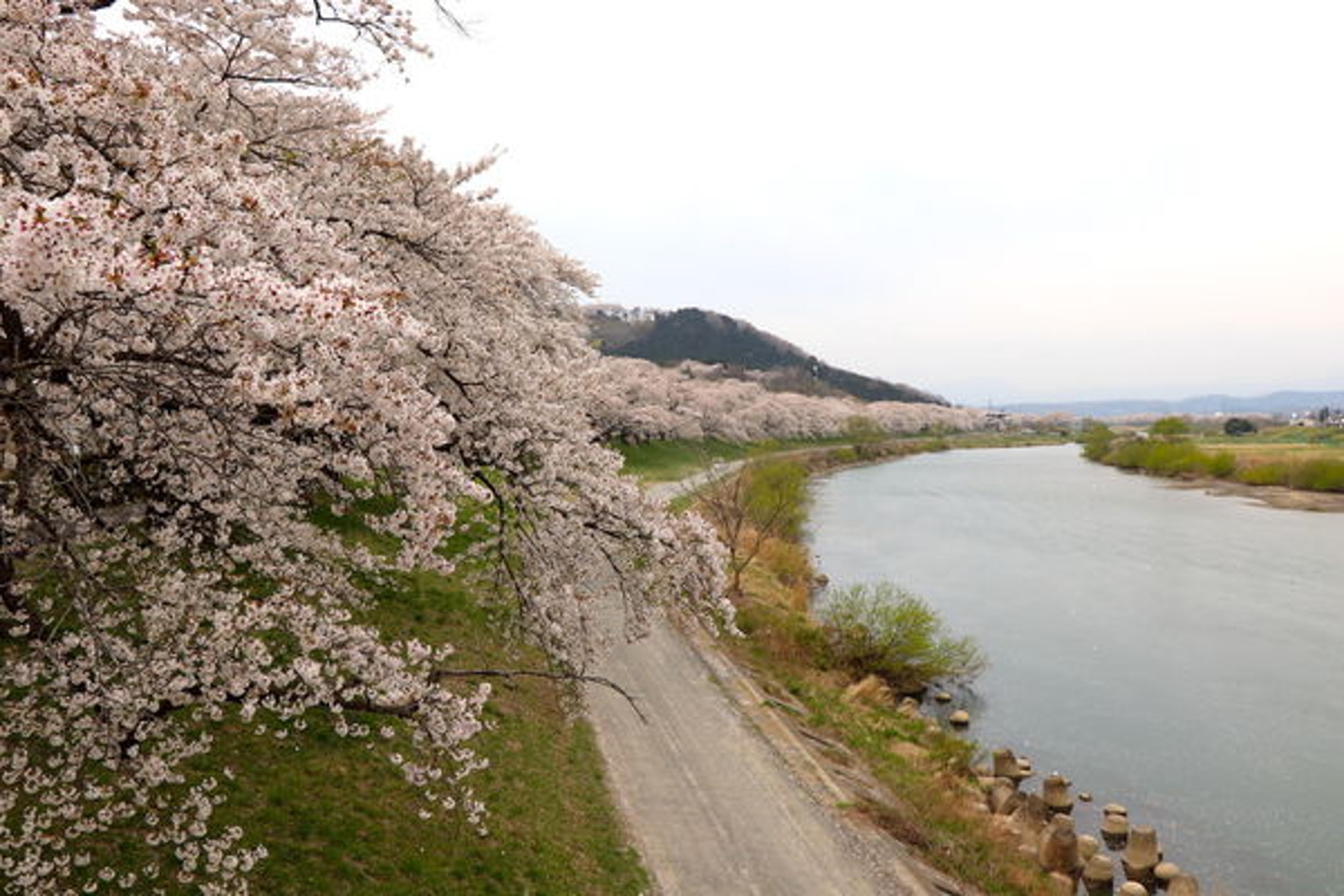 日本仙台 賞櫻熱點白石川堤船岡城址公園打卡兼睇一目千本櫻 日本仙台 賞櫻熱點白石川堤船岡城址公園打卡兼睇一目千本櫻