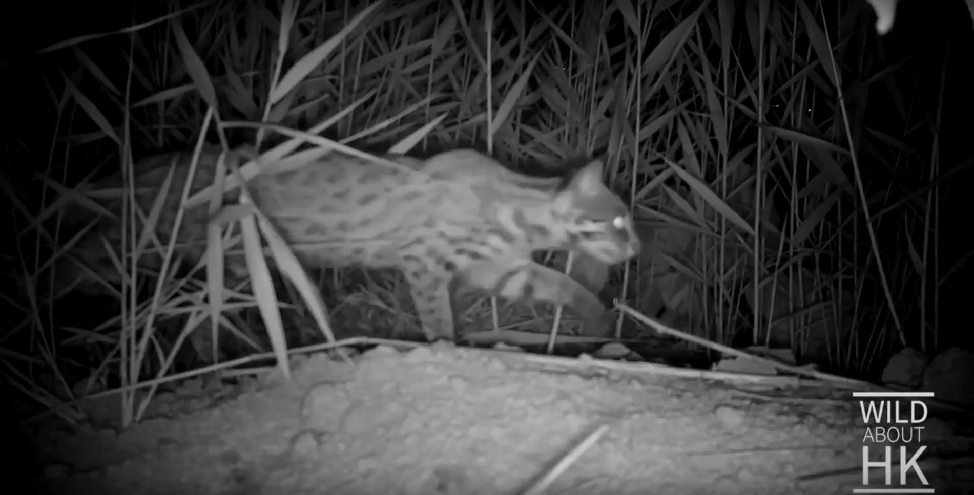 豹貓體態輕盈,如同家貓般大小。(Chris Owen攝) 豹貓體態輕盈,如同家貓般大小。(Chris Owen攝)