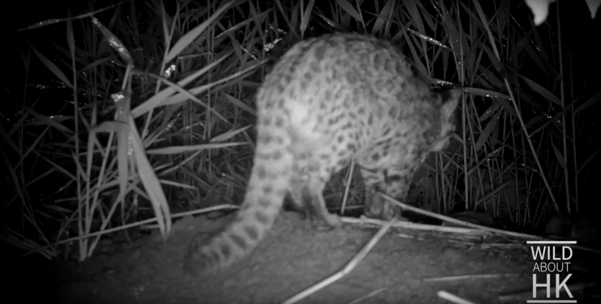 豹貓全身有點狀斑紋。(Chris Owen攝) 豹貓全身有點狀斑紋。(Chris Owen攝)