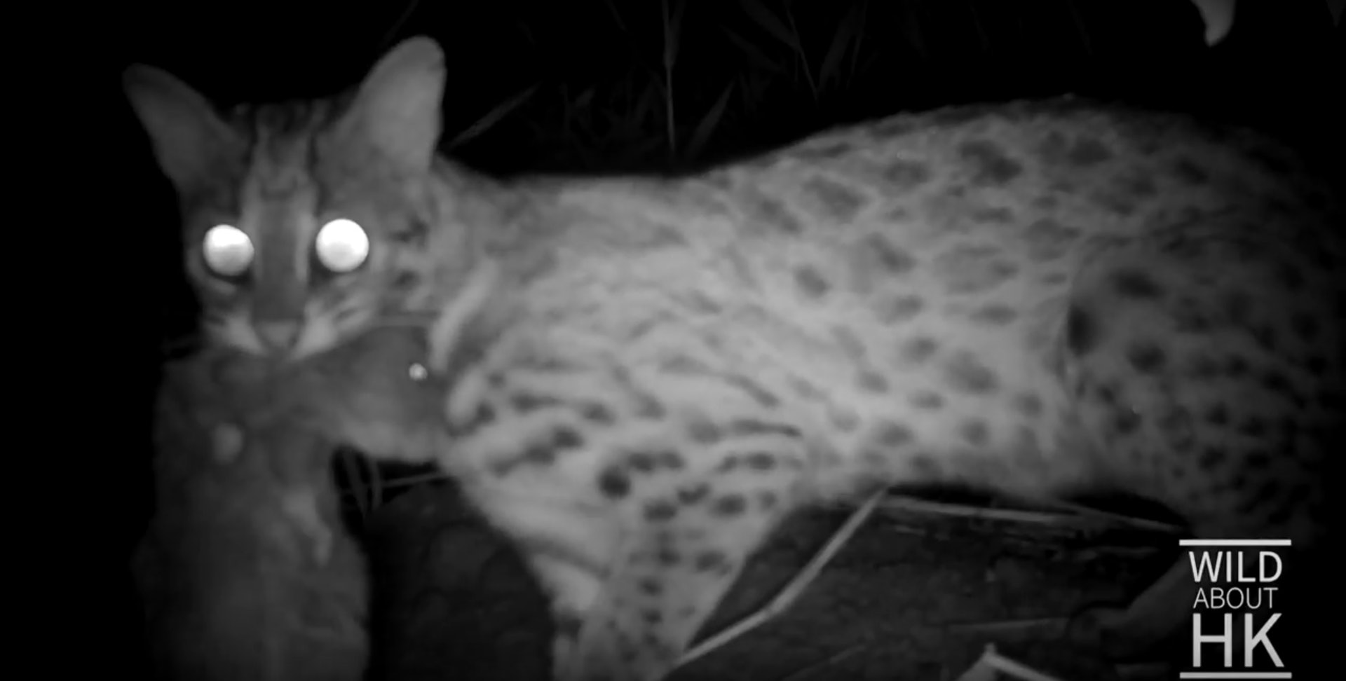 豹貓與戰利品合照一下。(Chris Owen攝) 豹貓與戰利品合照一下。(Chris Owen攝)