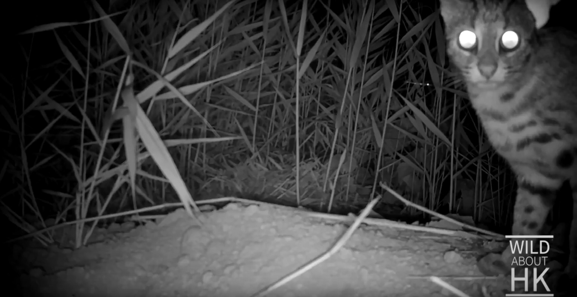 豹貓望鏡頭,似乎發現有人在偷拍。(Chris Owen攝) 豹貓望鏡頭,似乎發現有人在偷拍。(Chris Owen攝)