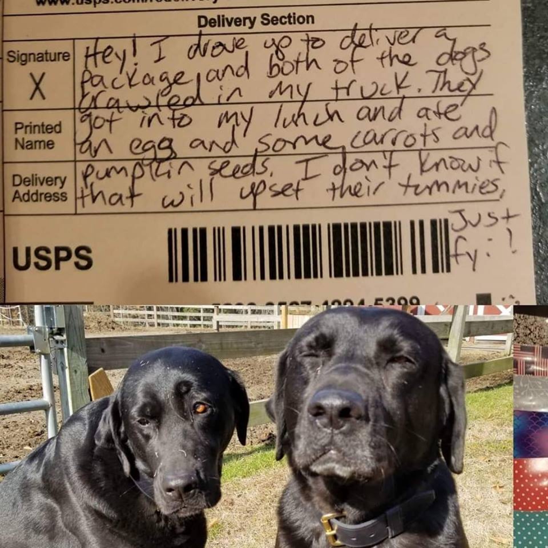 主人公開愛犬的罪行,拍下了兩隻狗「內疚」的樣子和郵差的留言。(Facebook「Carol Jordan」) 主人公開愛犬的罪行,拍下了兩隻狗「內疚」的樣子和郵差的留言。(Facebook「Carol Jordan」)