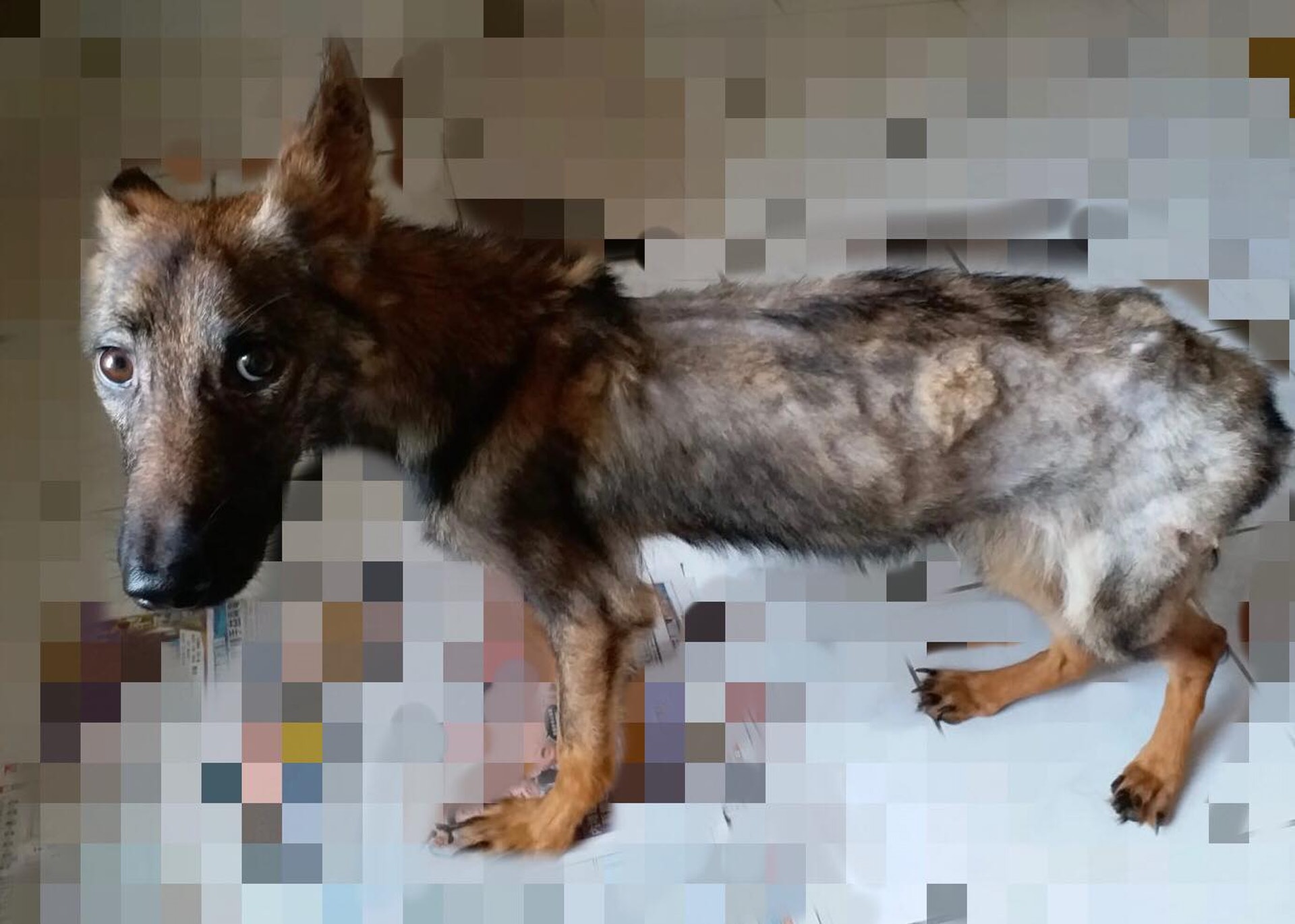 (圖片由梁小姐提供) (圖片由梁小姐提供)