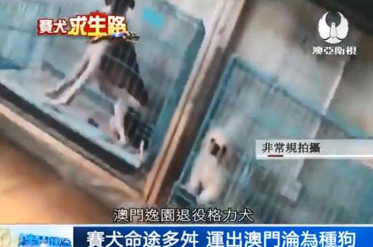 工作人員指狗籠中的狗隻是來自澳門逸只園退役的格力犬繁殖的後代。「從澳門過來的格力犬已有一年。」工作人員說。 (澳亞衛視) 工作人員指狗籠中的狗隻是來自澳門逸只園退役的格力犬繁殖的後代。「從澳門過來的格力犬已有一年。」工作人員說。 (澳亞衛視)