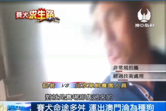 工作人員續稱:「澳門的狗都是在這裡繁殖,大狗過來的狗也是,賽場那隻也是,牠特別聰明,跑得特別快。」他亦證實有澳門逸園賽狗被運到北京繁殖。 (澳亞衛視) 工作人員續稱:「澳門的狗都是在這裡繁殖,大狗過來的狗也是,賽場那隻也是,牠特別聰明,跑得特別快。」他亦證實有澳門逸園賽狗被運到北京繁殖。 (澳亞衛視)