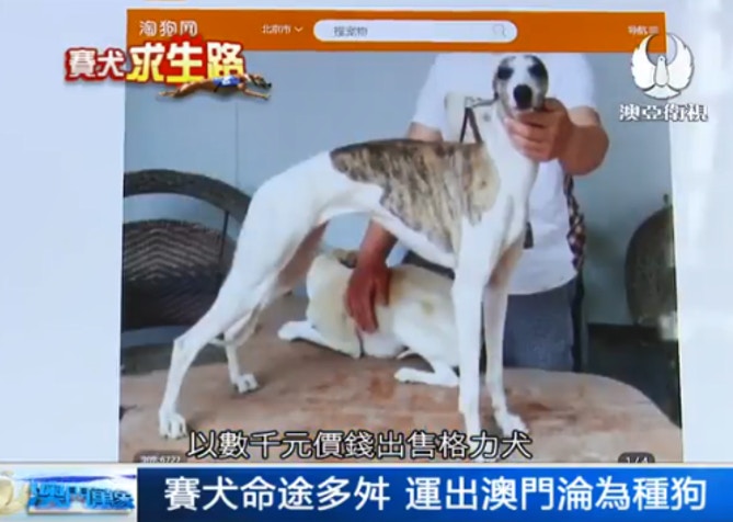 人指網上的淘狗網有格力犬出售,只需幾千元,地址顯示北京。 (澳亞衛視) 人指網上的淘狗網有格力犬出售,只需幾千元,地址顯示北京。 (澳亞衛視)