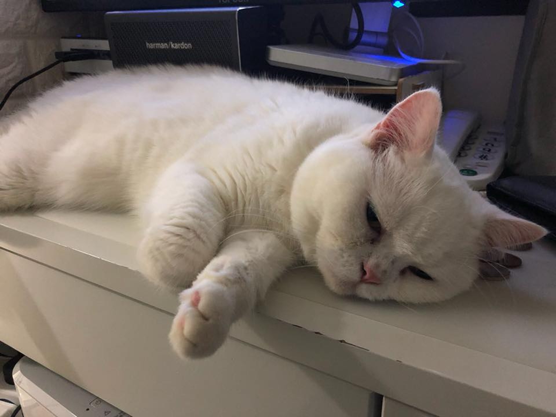 Muffin與家人感情深厚,主人更形容牠是家中各人的支柱。(Facebook: 天下貓貓一樣貓) Muffin與家人感情深厚,主人更形容牠是家中各人的支柱。(Facebook: 天下貓貓一樣貓)