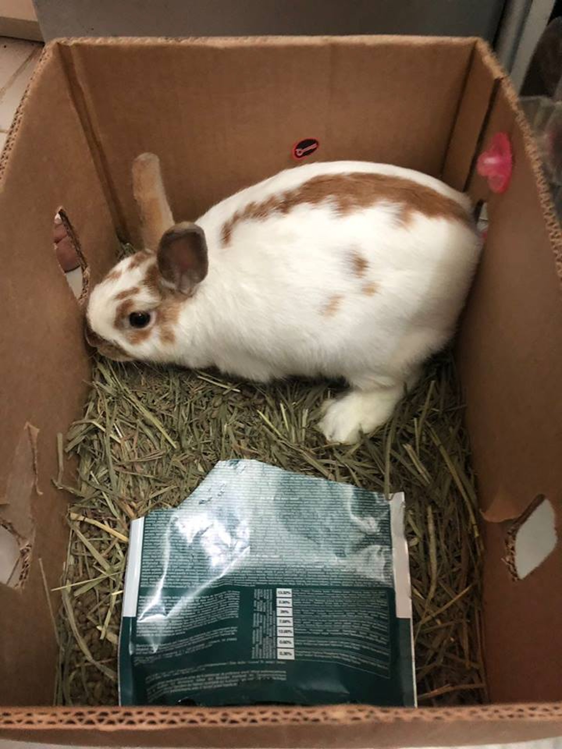 兔子最後幸獲收留。(網民Mickey拍攝) 兔子最後幸獲收留。(網民Mickey拍攝)