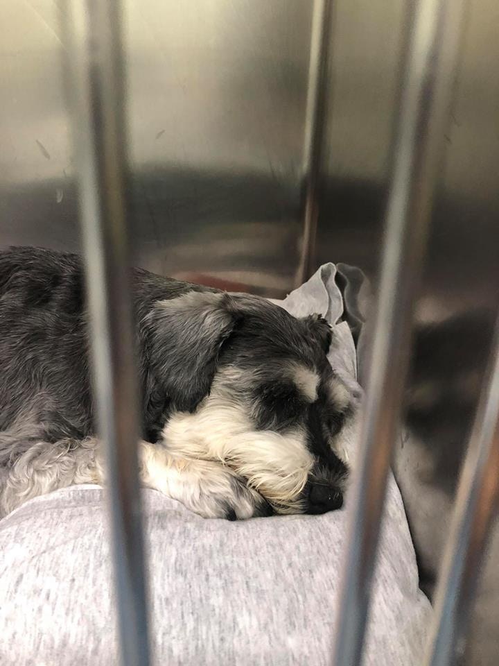 急需輸血的13歲史納莎。(狗主Wais Wai Wai攝) 急需輸血的13歲史納莎。(狗主Wais Wai Wai攝)