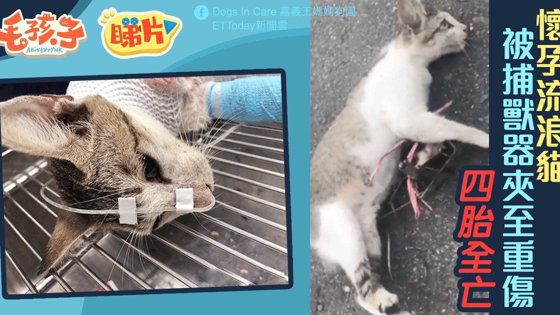 懷孕流浪貓被捕獸器夾至見骨四胎不幸早產全亡 香港01 寵物
