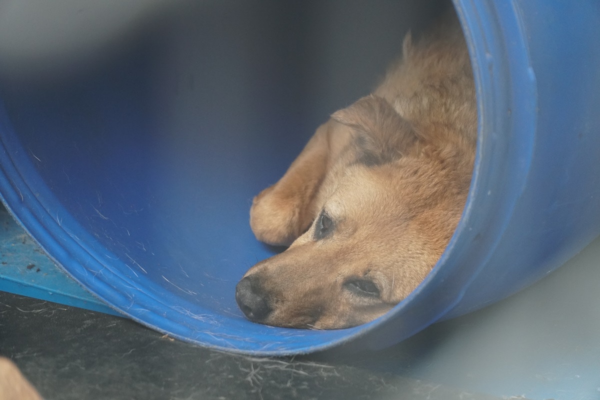 香港有不少浪浪等待領養。(羅偉文攝) 香港有不少浪浪等待領養。(羅偉文攝)