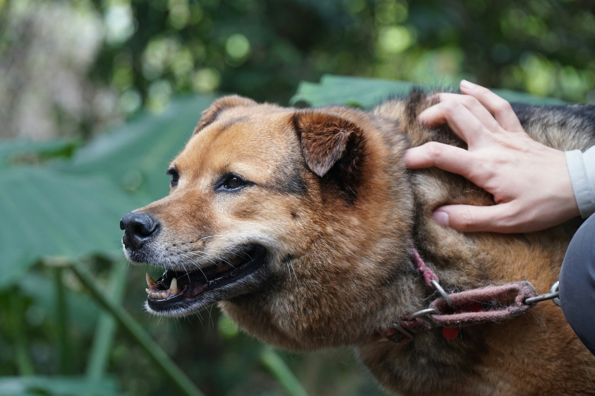 Eva希望香港人可以繼續支持香港領養。(羅偉文攝) Eva希望香港人可以繼續支持香港領養。(羅偉文攝)