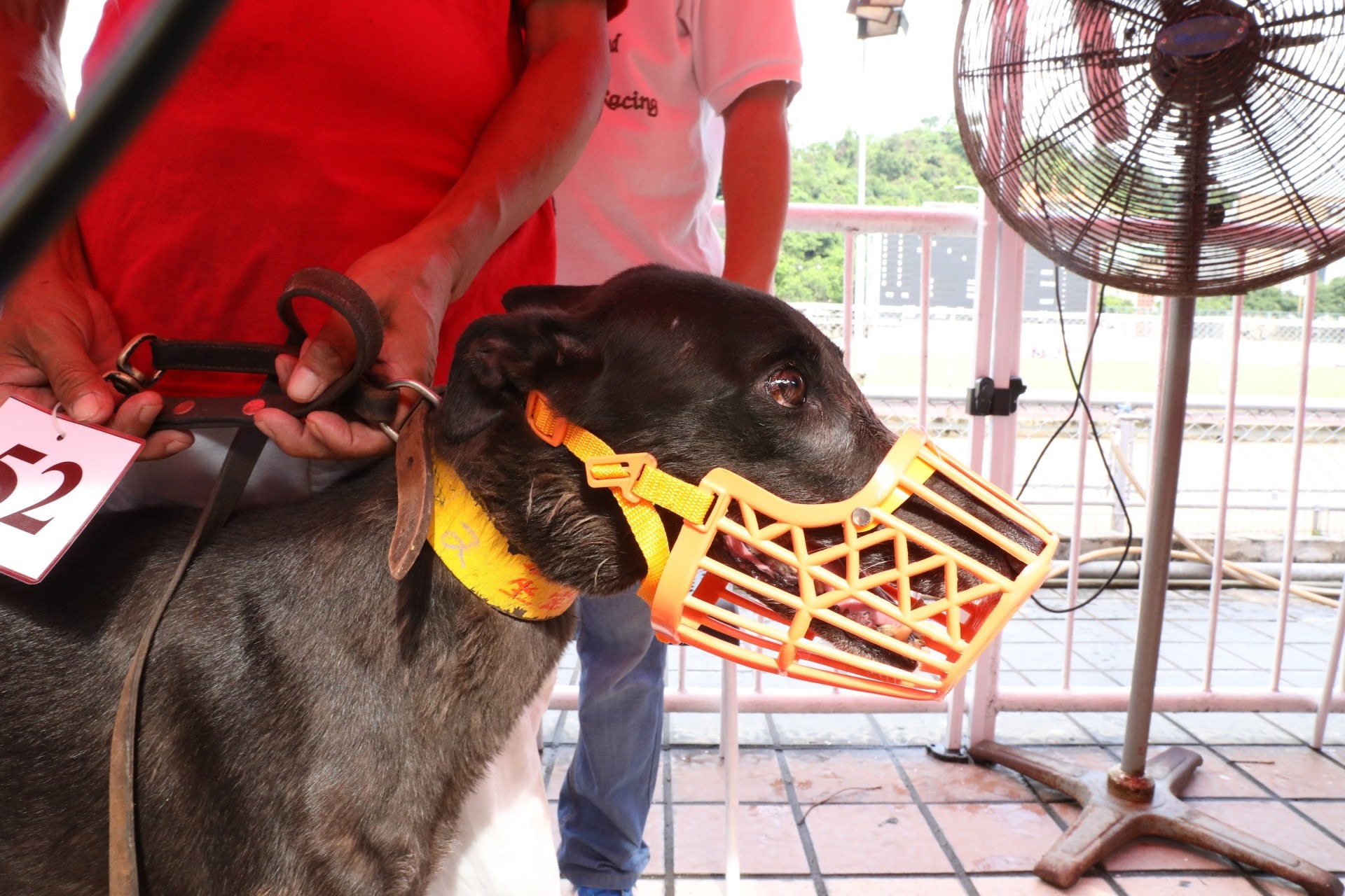 格力犬需要每天至少要40分鐘的活動時間。(羅偉文攝) 格力犬需要每天至少要40分鐘的活動時間。(羅偉文攝)