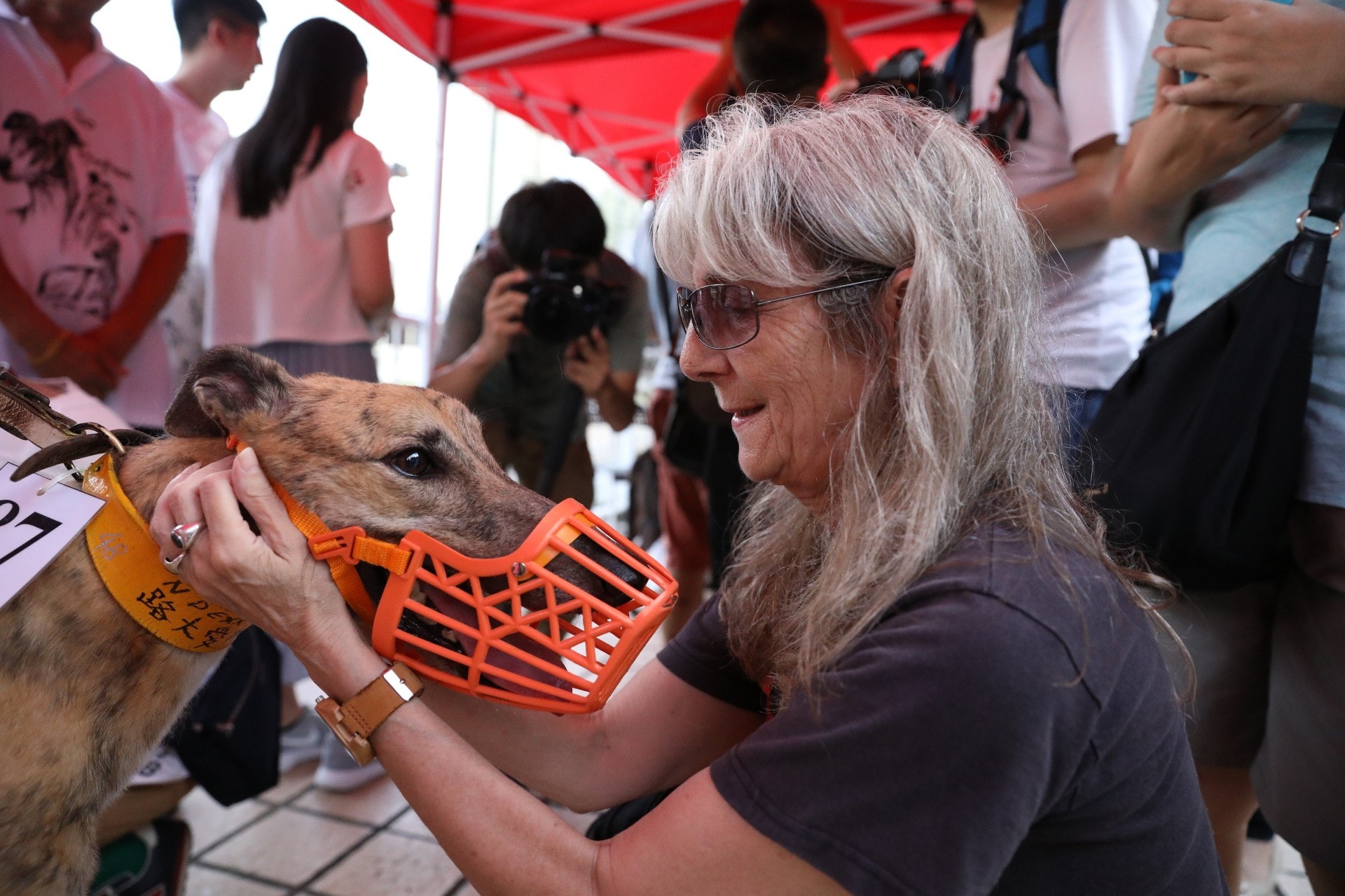 澳門狗場舉辦多場領養日,讓有心人領養格力犬。(羅偉文攝) 澳門狗場舉辦多場領養日,讓有心人領養格力犬。(羅偉文攝)
