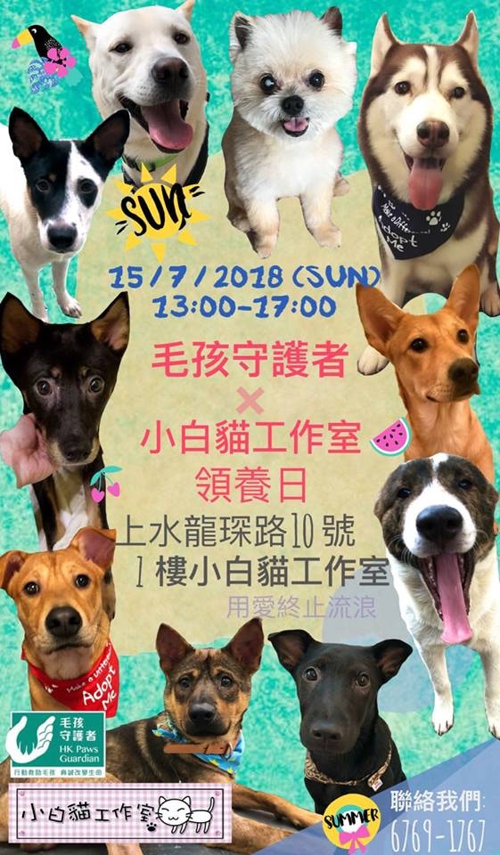 領對養日詳情。(facebook) 領對養日詳情。(facebook)