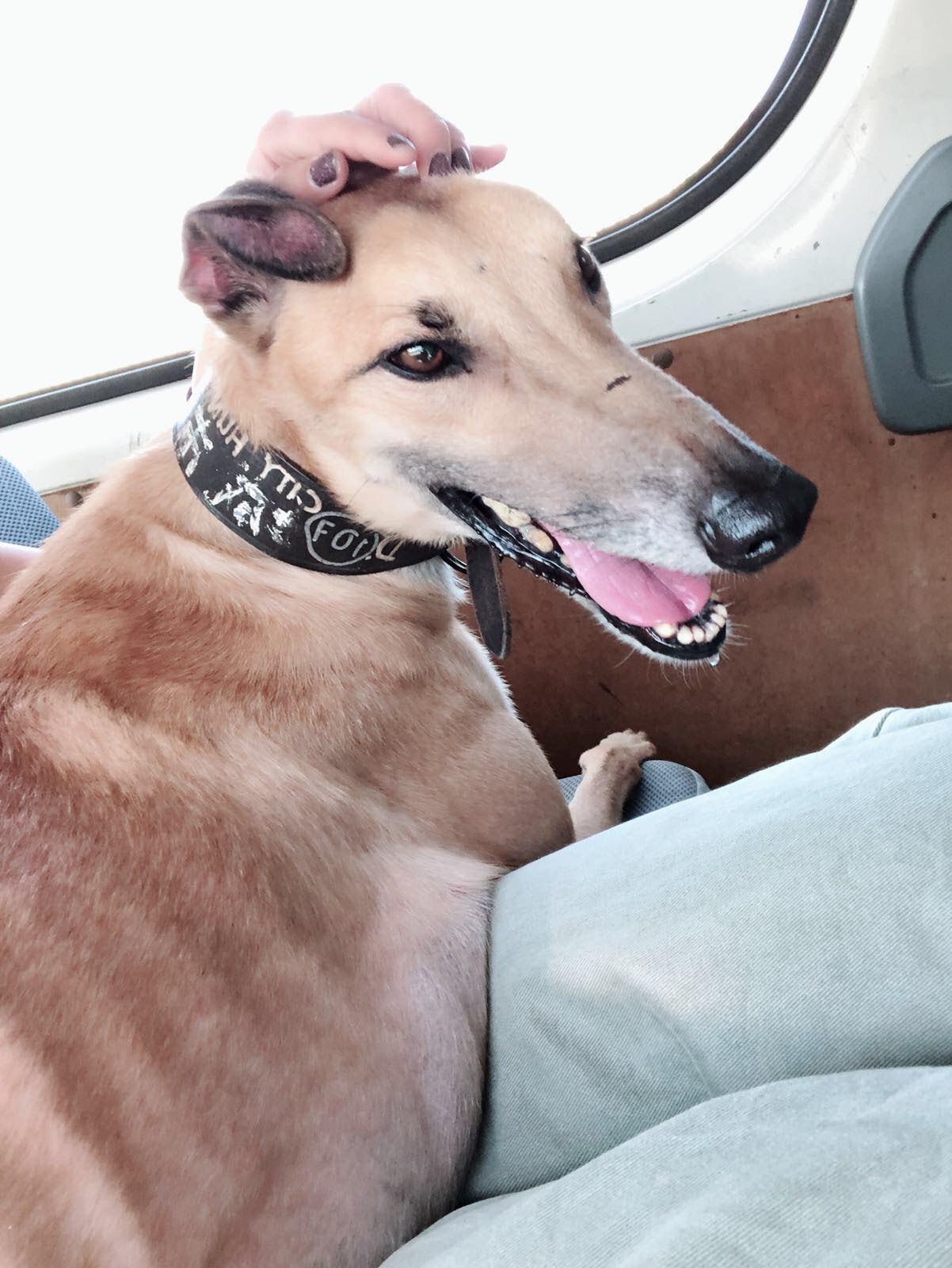 澳門愛護動物協會將格力犬Ko Ko接走 (Albano Martins) 澳門愛護動物協會將格力犬Ko Ko接走 (Albano Martins)