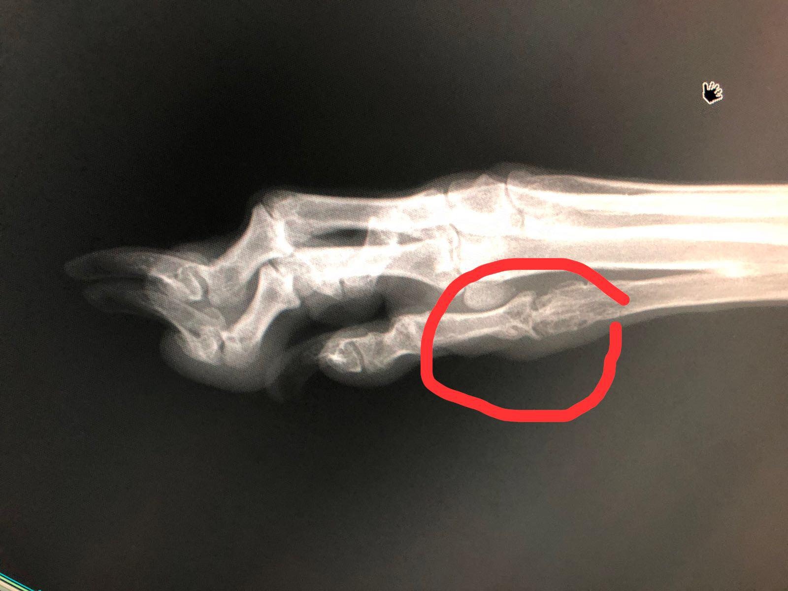 Ko Ko腳部的X光照片 (Albano Martins) Ko Ko腳部的X光照片 (Albano Martins)