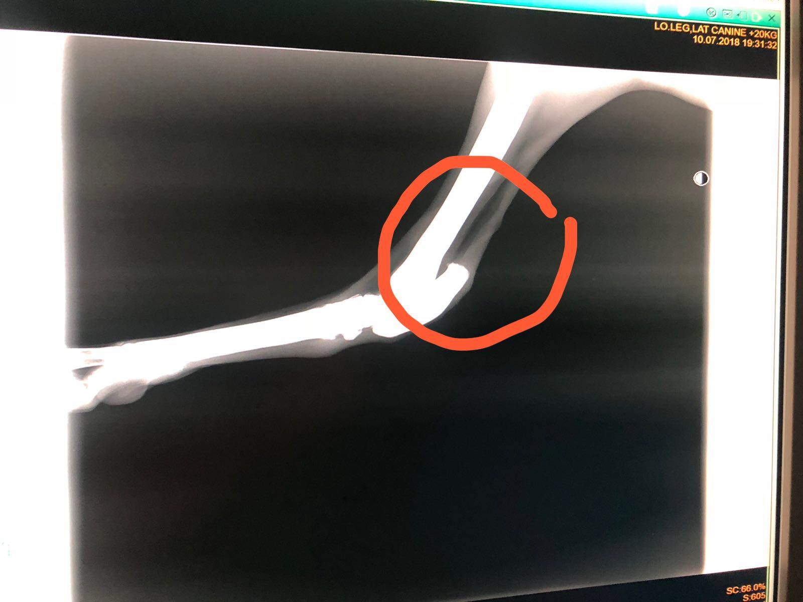 Ko Ko腳部的X光照片 (Albano Martins) Ko Ko腳部的X光照片 (Albano Martins)