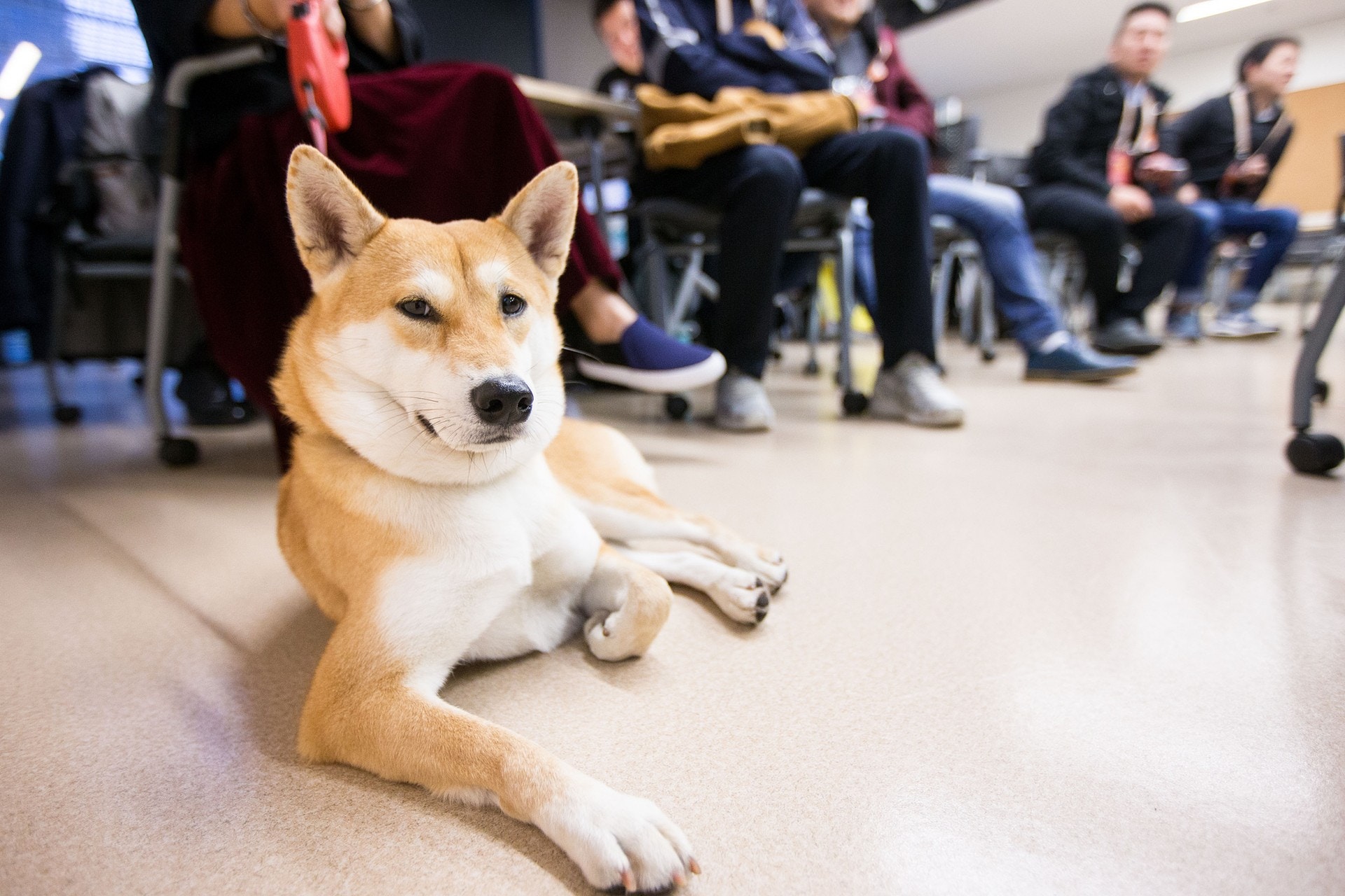 柴犬是活躍的品種,網民希望樓主想清楚。(視覺中國) 柴犬是活躍的品種,網民希望樓主想清楚。(視覺中國)