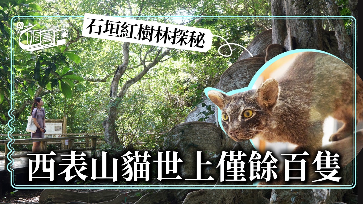 石垣 風景 西表島遊紅樹林尋找世上只剩100隻的西表山貓 香港01 旅遊 石垣 風景 西表島遊紅樹林尋找世上只剩100隻的西表山貓 香港01 旅遊