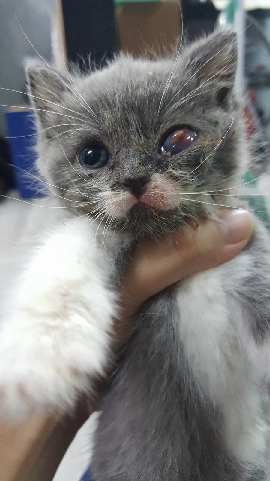 塵塵被發現時眼睛有問題,非常腫,需要帶到獸醫診所檢查。 (花花提供) 塵塵被發現時眼睛有問題,非常腫,需要帶到獸醫診所檢查。 (花花提供)