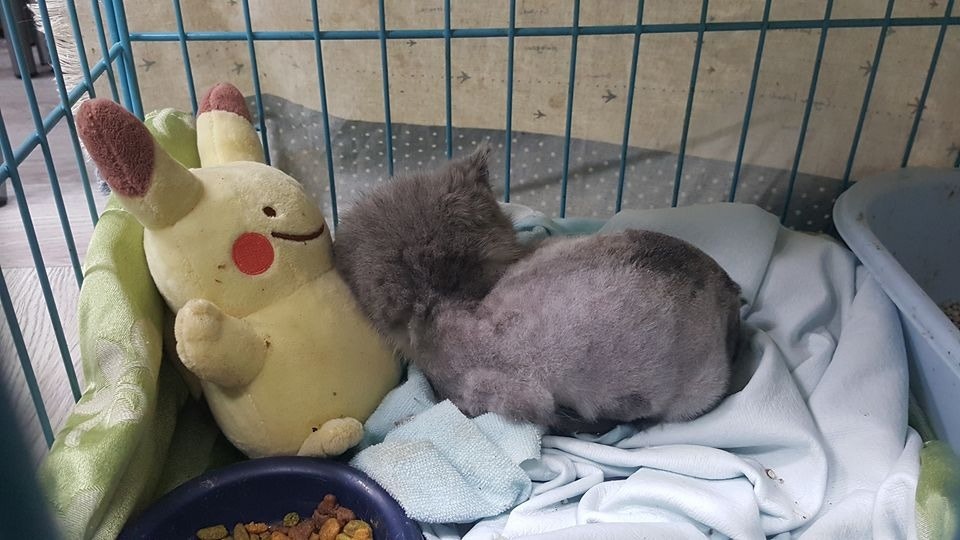 小貓塵塵(花花提供) 小貓塵塵(花花提供)