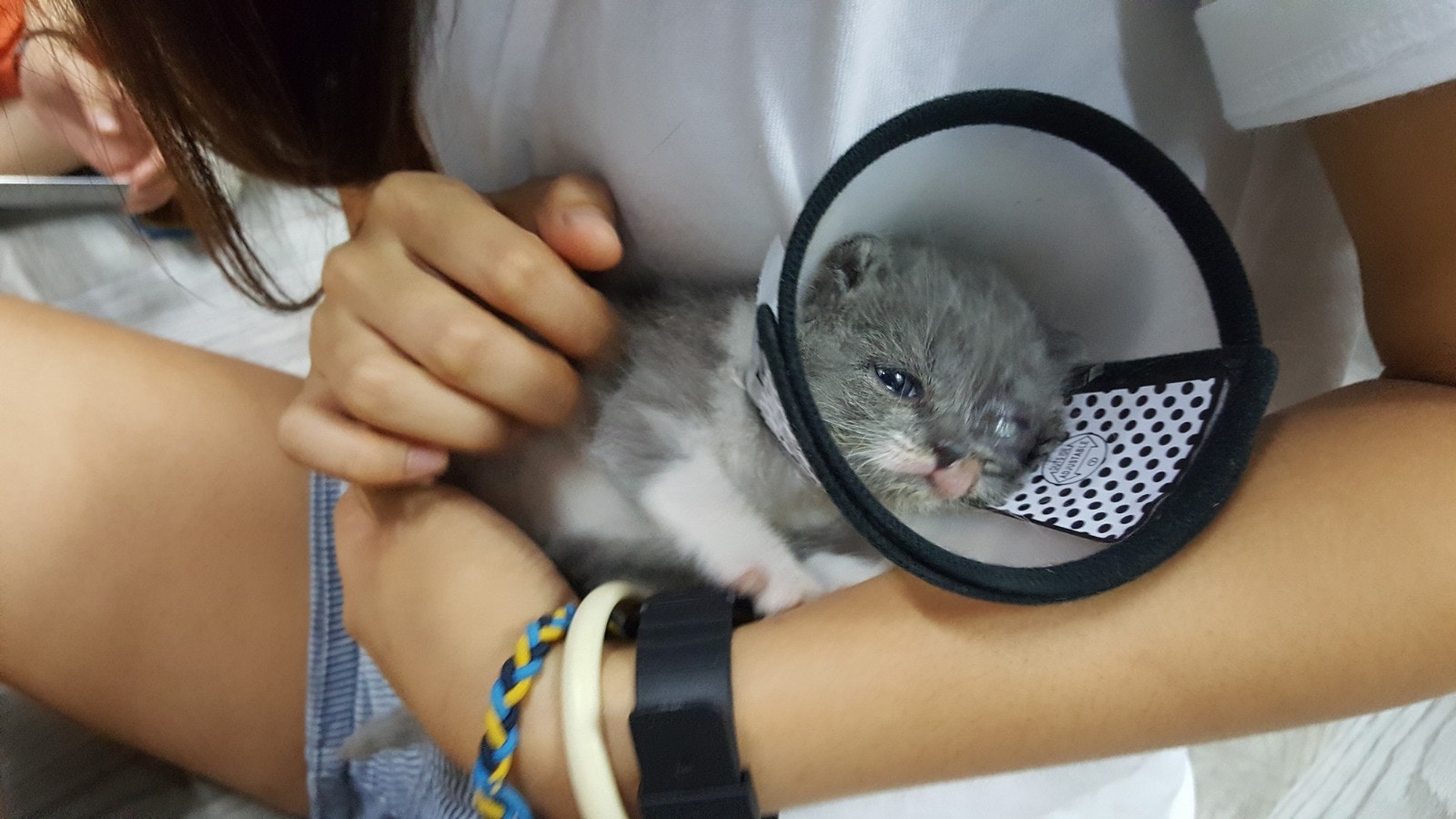 塵塵被發現時眼睛有問題,非常腫,需要帶到獸醫診所檢查。 (花花提供) 塵塵被發現時眼睛有問題,非常腫,需要帶到獸醫診所檢查。 (花花提供)