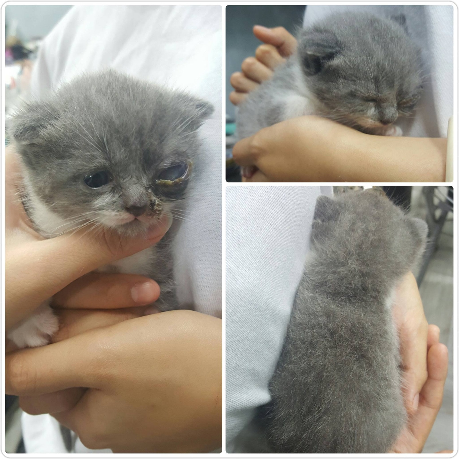 塵塵被發現時眼睛有問題,非常腫,需要帶刑獸醫診所檢查。 (花花提供) 塵塵被發現時眼睛有問題,非常腫,需要帶刑獸醫診所檢查。 (花花提供)