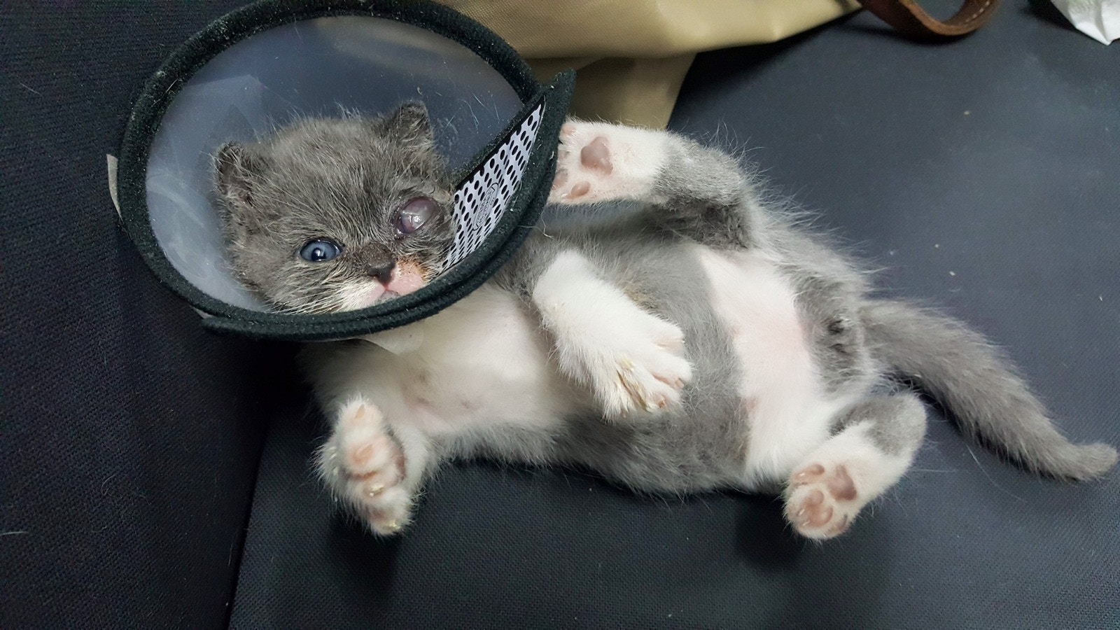 塵塵被發現時眼睛有問題,非常腫,需要帶刑獸醫診所檢查。 (花花提供) 塵塵被發現時眼睛有問題,非常腫,需要帶刑獸醫診所檢查。 (花花提供)