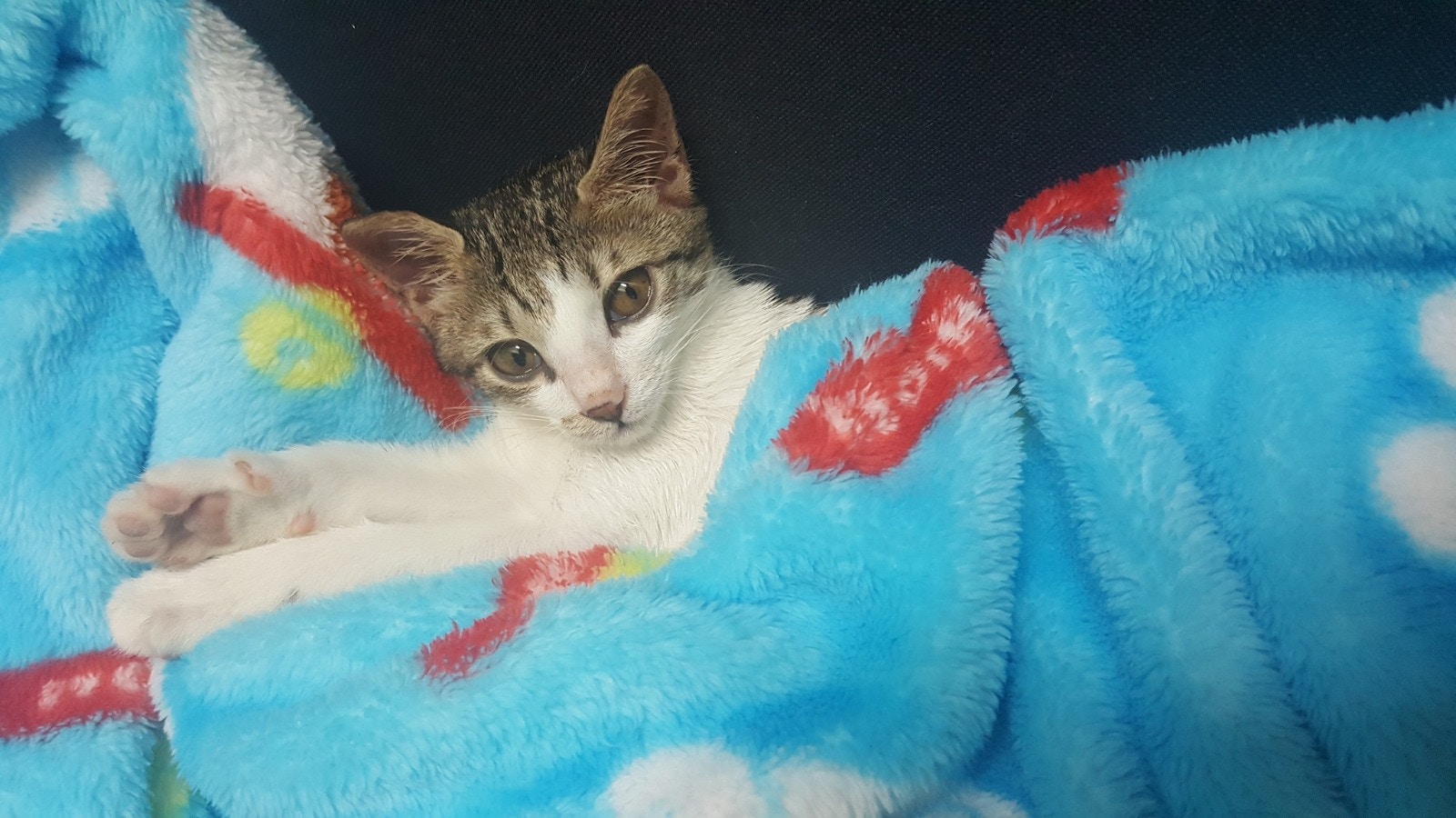 剛來到花花家時的夢露患有腦癱。 (花花提供) 剛來到花花家時的夢露患有腦癱。 (花花提供)