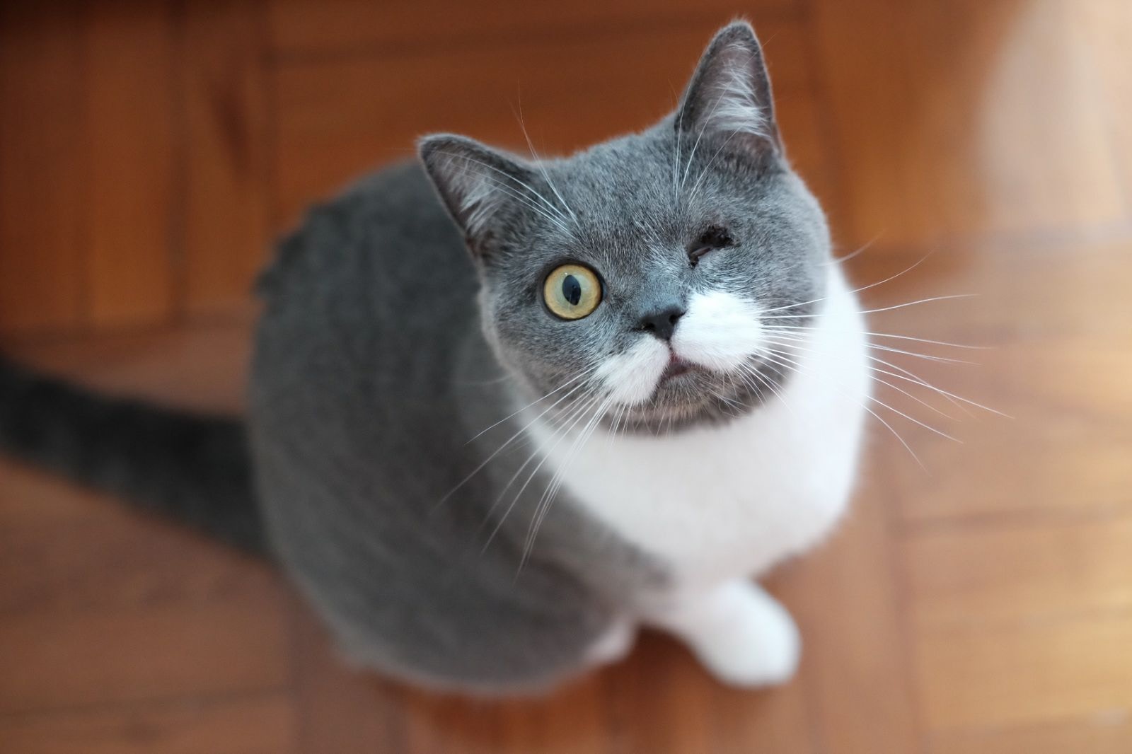 塵塵被好心人領養,期間不需要看獸醫檢查眼睛。 (塵塵領養者提供) 塵塵被好心人領養,期間不需要看獸醫檢查眼睛。 (塵塵領養者提供)