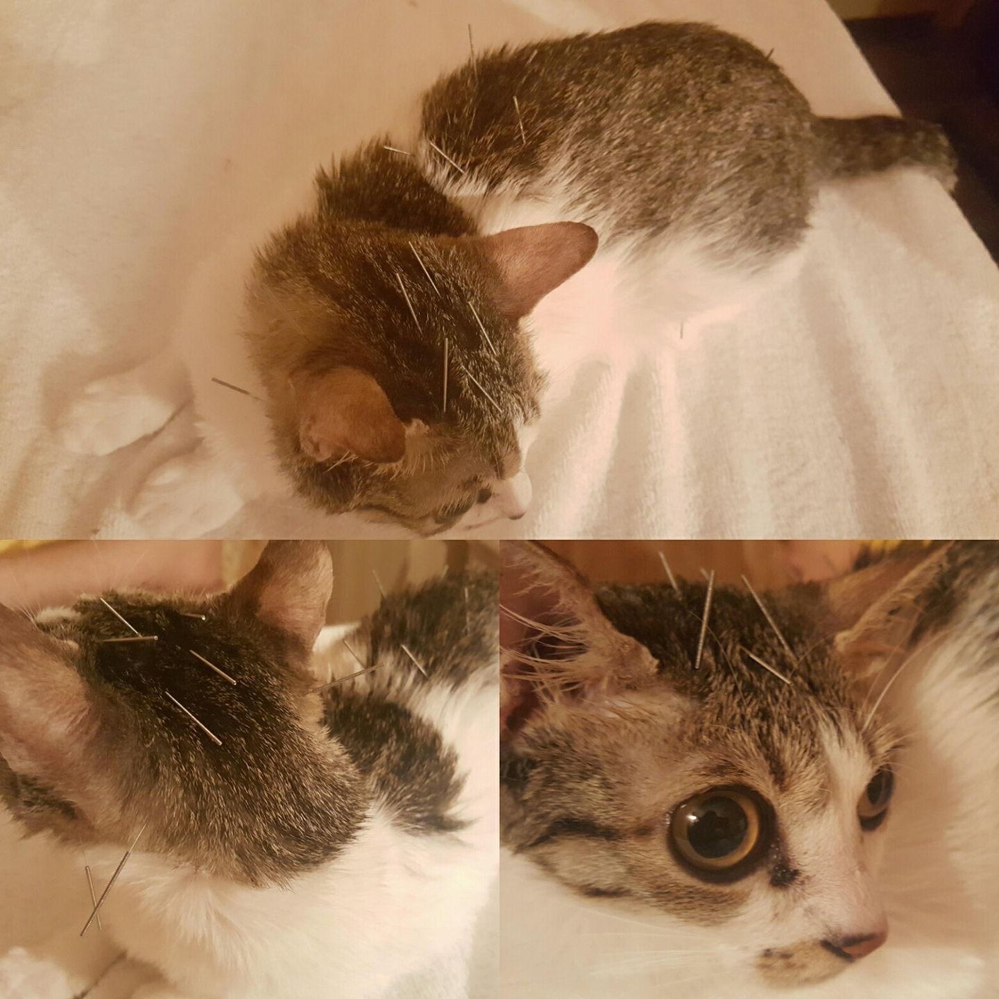 花花帶夢露針灸,指醫師非常細心,夢露好乖,不怕痛,非常淡定,甚至舒服得睡著了。 (花花提供) 花花帶夢露針灸,指醫師非常細心,夢露好乖,不怕痛,非常淡定,甚至舒服得睡著了。 (花花提供)