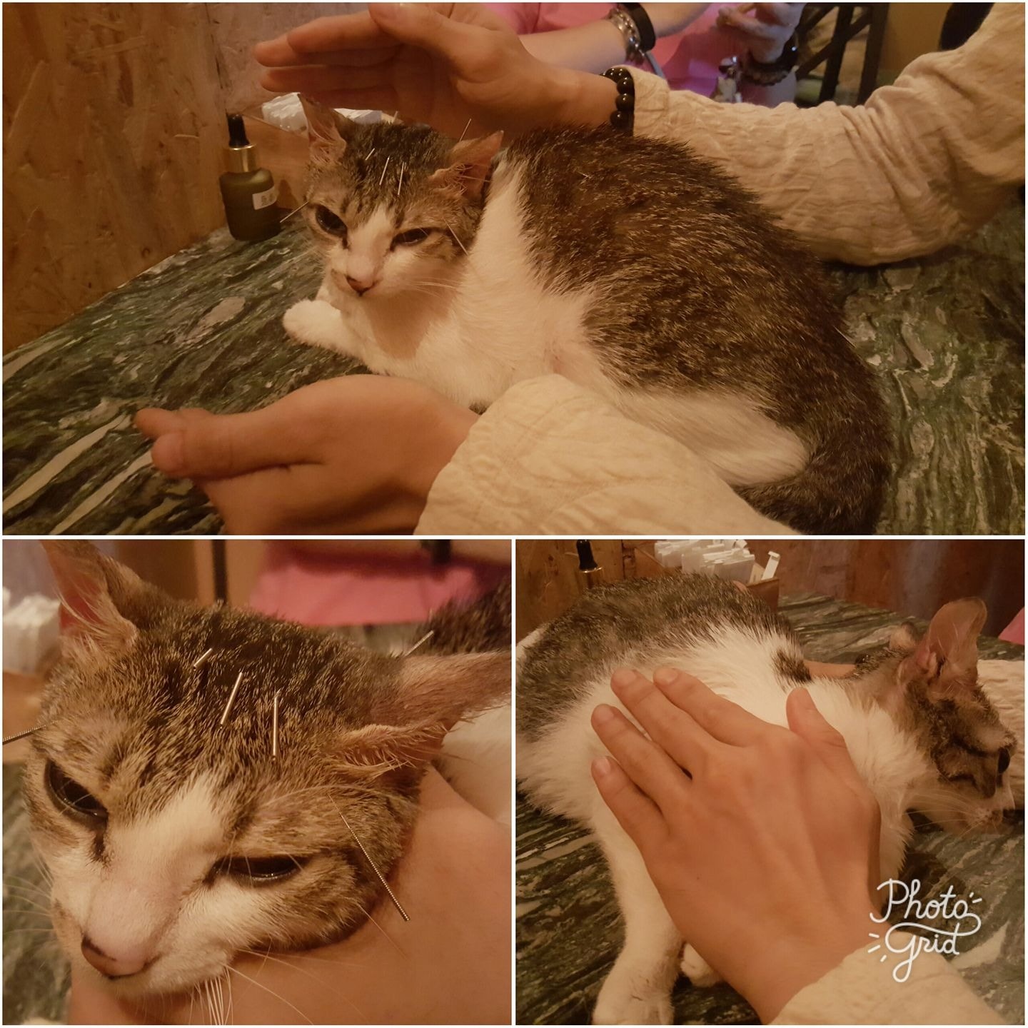 花花帶夢露針灸,指醫師非常細心,夢露好乖,不怕痛,非常淡定,甚至舒服得睡著了。 (花花提供) 花花帶夢露針灸,指醫師非常細心,夢露好乖,不怕痛,非常淡定,甚至舒服得睡著了。 (花花提供)