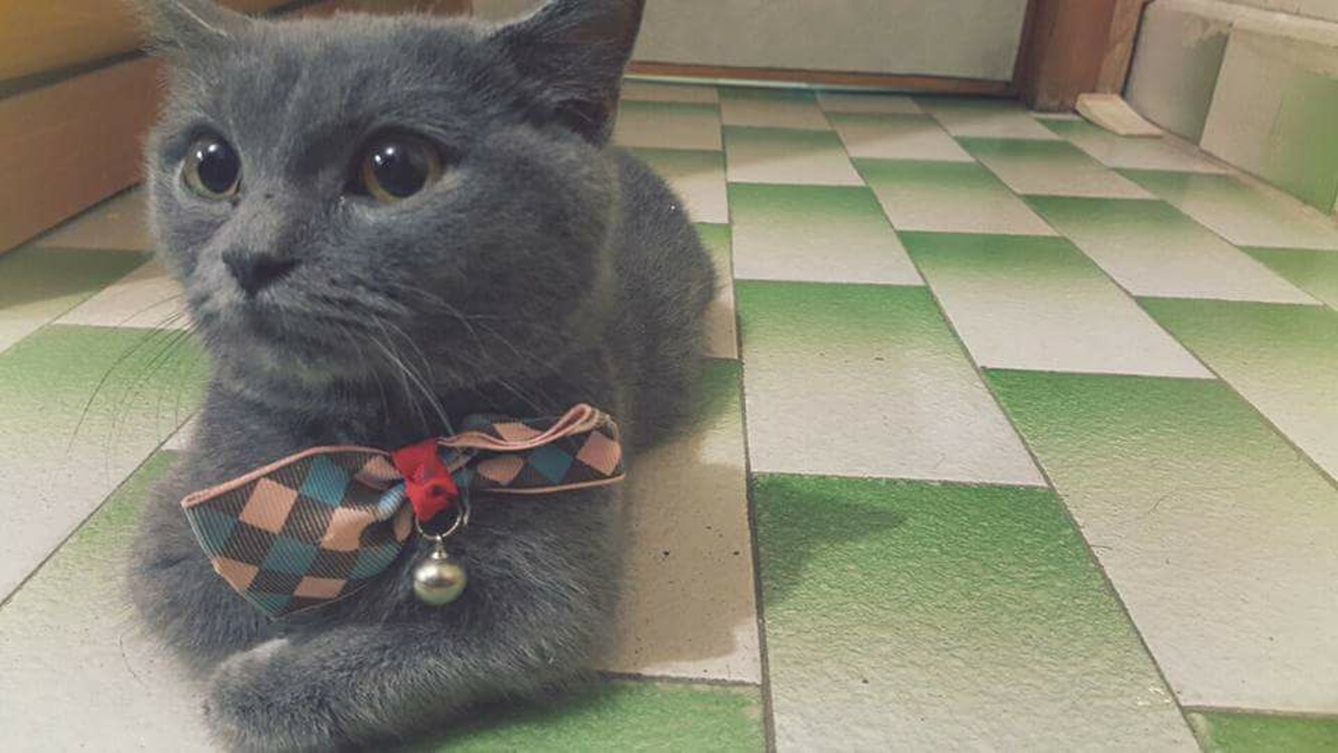 愛貓BuBu在3年前去世,令花花展開收養流浪貓的計劃。 (花花提供) 愛貓BuBu在3年前去世,令花花展開收養流浪貓的計劃。 (花花提供)