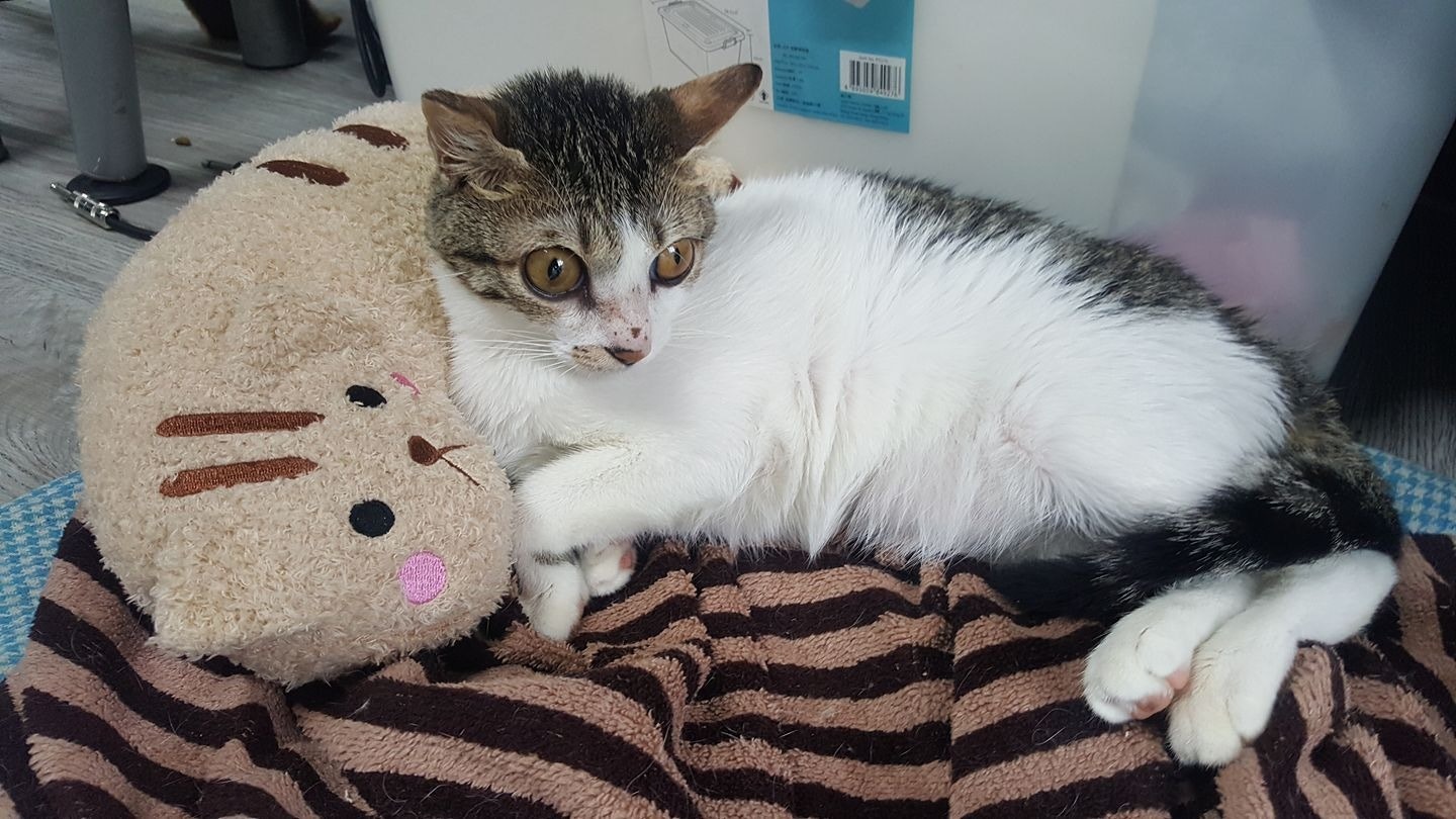 夢露從小需要安全感,喜歡抱著我的手,因此花花給了夢露一隻公仔,並取其名「彎彎」。因為「彎彎」外形好像一隻人手,所以牠十分喜歡。 (花花提供) 夢露從小需要安全感,喜歡抱著我的手,因此花花給了夢露一隻公仔,並取其名「彎彎」。因為「彎彎」外形好像一隻人手,所以牠十分喜歡。 (花花提供)