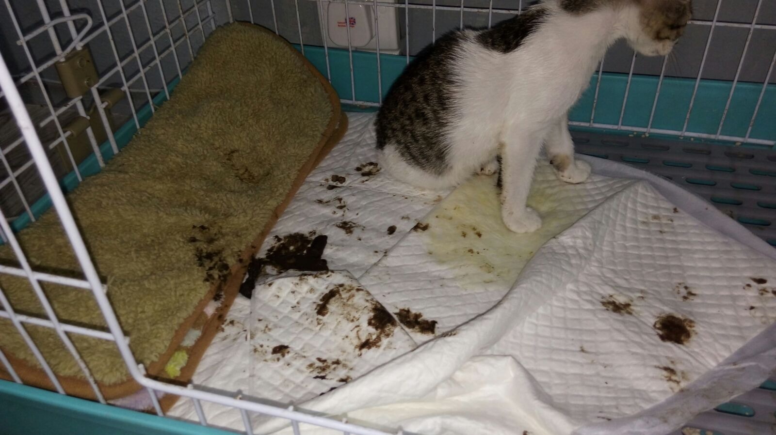 夢露不能控制自己對準糧食碗中進食,加上會在大小二便後坐回糞便上。 (花花提供) 夢露不能控制自己對準糧食碗中進食,加上會在大小二便後坐回糞便上。 (花花提供)