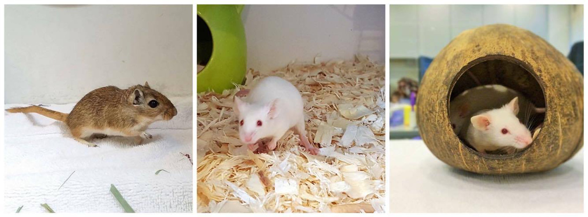 領養故事 小鼠被棄九龍灣垃圾桶旁重傷切尾保命終成功尋家 領養故事 小鼠被棄九龍灣垃圾桶旁重傷切尾保命終成功尋家