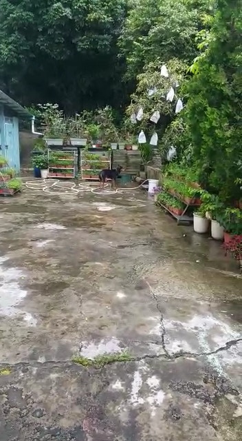 Roger向我們提供照片及片段指撞傷的狗隻現時並無大礙。(Roger提供) Roger向我們提供照片及片段指撞傷的狗隻現時並無大礙。(Roger提供)