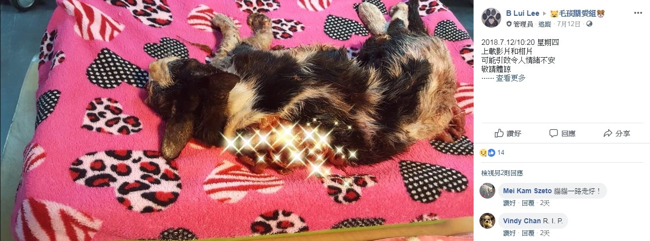 貓屍清理後,會進行火化。(毛孩關愛組) 貓屍清理後,會進行火化。(毛孩關愛組)